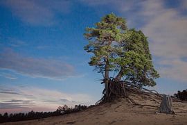 Un haut cap et un vieil arbre avec des racines dans le sable, paysage de nuit