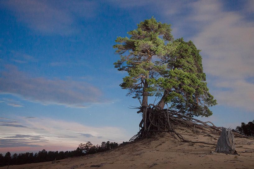 Un haut cap et un vieil arbre avec des racines dans le sable, paysage de nuit par Michael Semenov