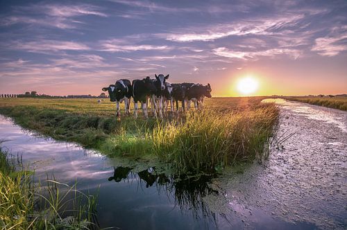 qu'est-ce que tu regardes
