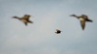Bald eagle flies 'along'with geese