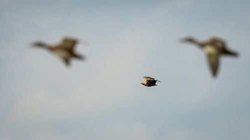 Le pygargue à tête blanche vole 'en même temps que les oies