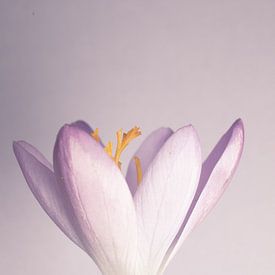 crocus nice proportions by Aan Kant