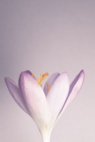 krokus mooie verhoudingen