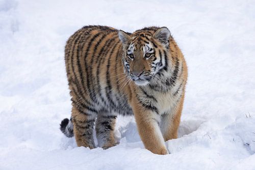 Tijgerwelp geniet van de sneeuw