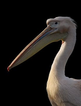 Roze pelikaan van Jochen Maes