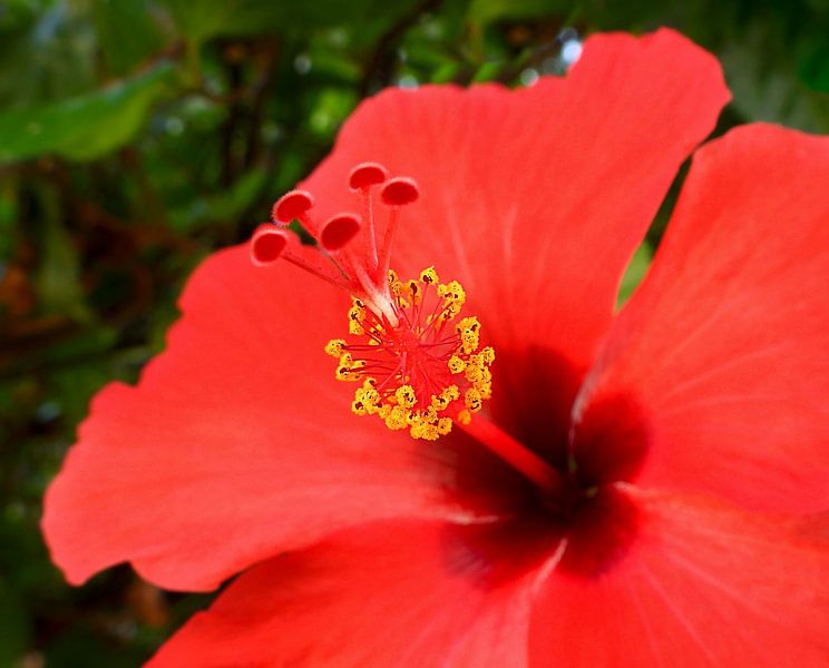 Roter Hibiskus von Maickel Dedeken
