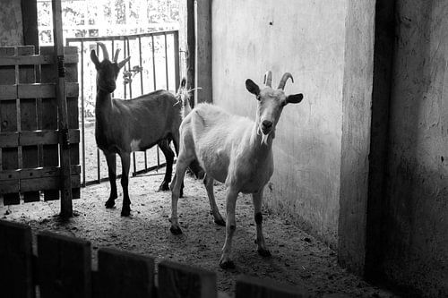 Two goats in a barn