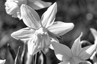 Daffodil, daffodil in black and white individually highlighted