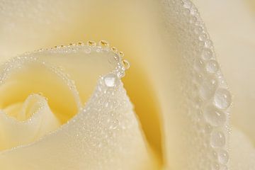 Waterdruppeltjes op de bloemblaadjes van een crème gele roos van Marjolijn van den Berg