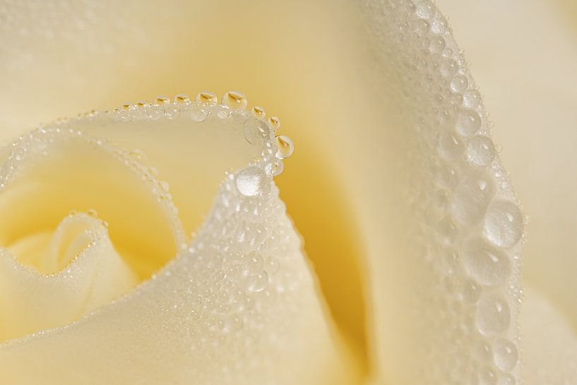 Wassertropfen auf den Blütenblättern einer cremefarbenen Rose von Marjolijn van den Berg