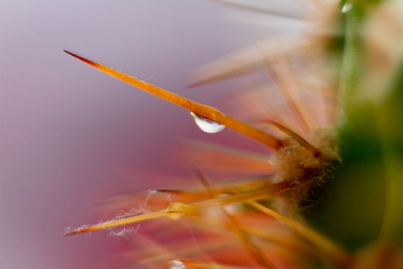 close up cactus by Gert-Jan Kamans