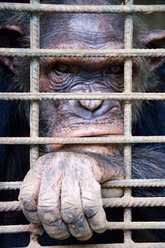 Chimpansee in Limbe Wildlife Center Kameroen van Hélène Vermeulen