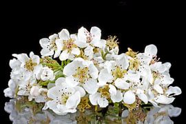 Bloeiende kersenbloesem in het voorjaar von Eye on You