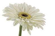 Gerbera van Tanja van Beuningen thumbnail