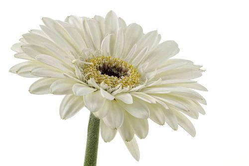 Gerbera