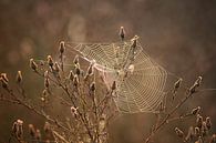 Spinnenwebben bij zonsopgang van Linda Lu thumbnail