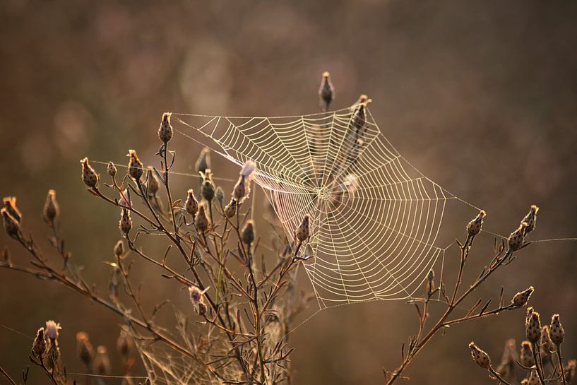 Spinnweben im Sonnenaufgang von Linda Lu