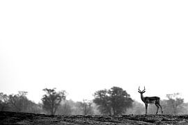 Impala by Marco Kost