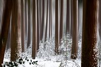 Sprookjeswinter