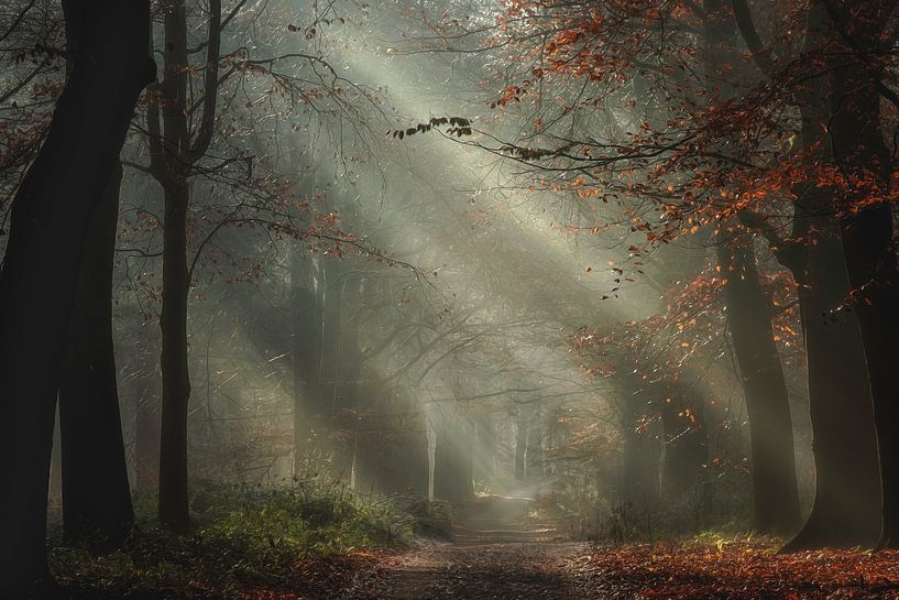 Romancer la forêt par Roelie Steinmann