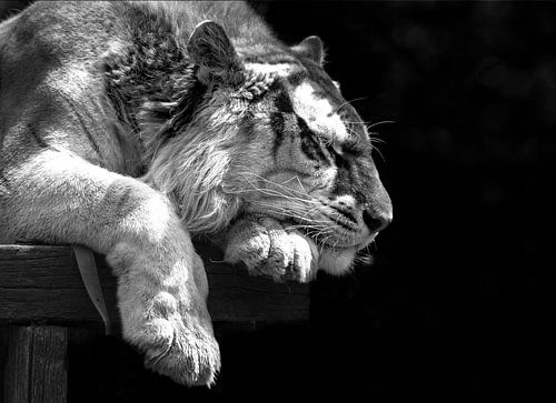 Bengaalse tijger slaapt.