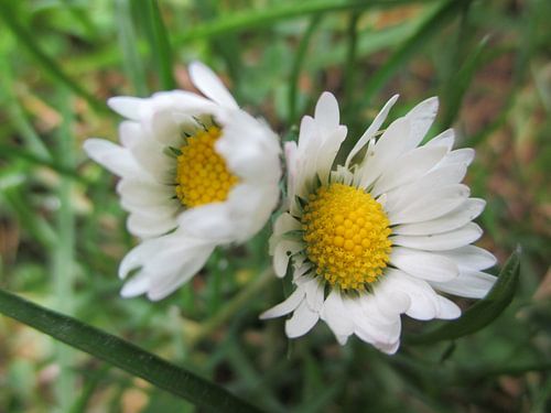 Geese flower as twins