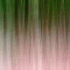 lost in the woods - abstract bos van lieve maréchal