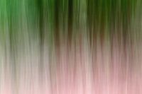 lost in the woods - abstract bos