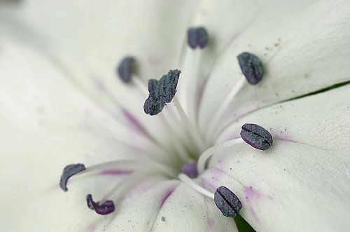 Sweetwilliam, duizendschoon Macrofotografie