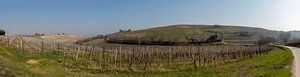 Panorama d'une colline avec des vignes dans le Piémont, Italie