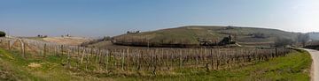 Panorama van heuvel met wijnranken in Piemonte, Italië
