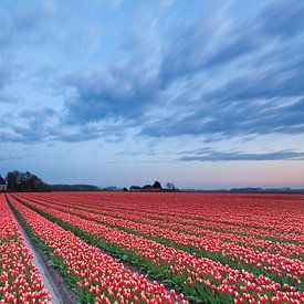 Bulb field in Groningen by Ron Buist