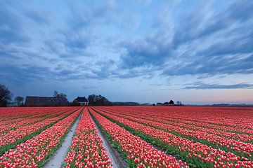 Bollenveld in Groningen