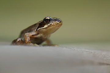 Braunfrosch (Rana temporaria) von Ronald Pol