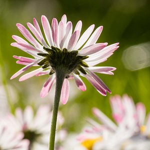 Gänseblümchen im Gegenlicht