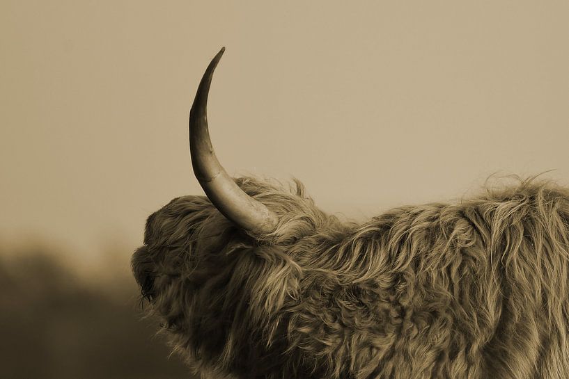 Côté écossais des Highlands avec corne sépia par Sascha van Dam