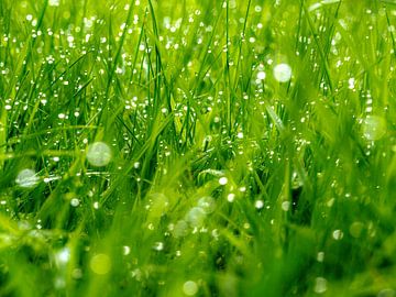 Dewdrops in the grass by Martijn Wit
