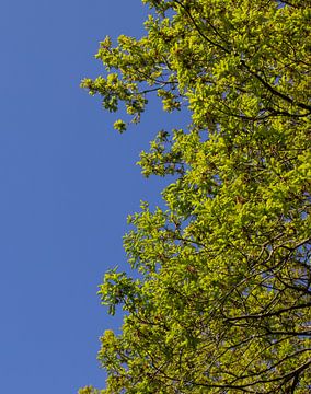 Bomen met een blauwe lucht