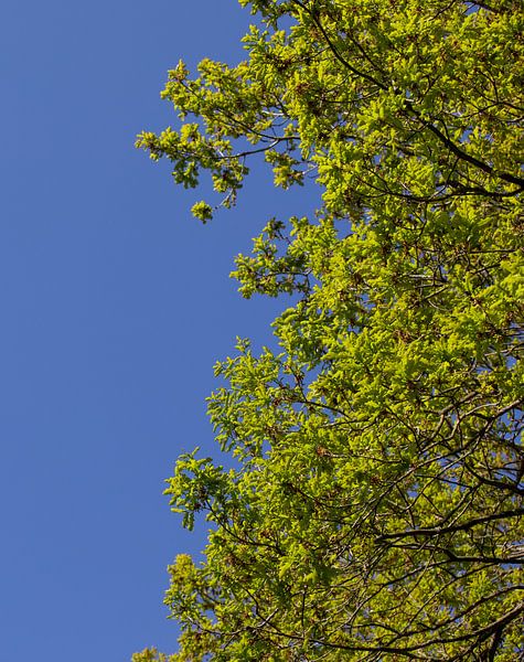 Trees with a blue sky by Percy's fotografie