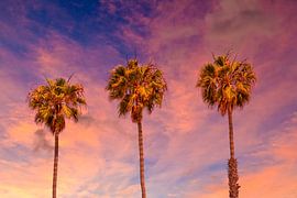 Palm trees sunset by Melanie Viola