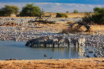 Zèbres au point d'eau en Namibie sur Roland Brack