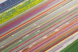 Tulpenfelder im Flevopolder von Peter Haastrecht, van