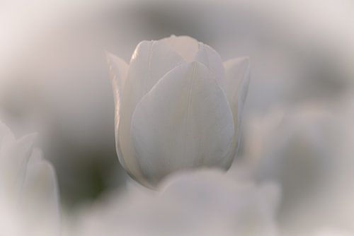 Weiße Tulpe