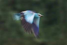 Auf dem Weg zur Jagd von Cheng Chang
