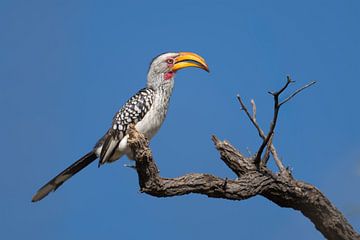 Pilanesbergs Charakter-Gelbschnabelspecht