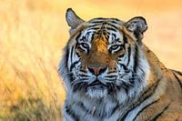 Tiger Portrait