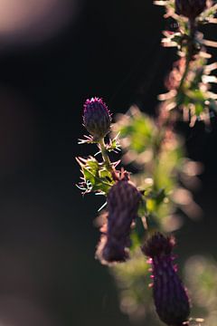 Field thistles by Jim Plaum