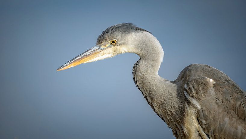 Vigil by Jan van der Knaap