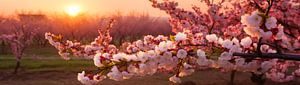 Japanischer Frühling: Ein Blütentanz von Vlindertuin Art