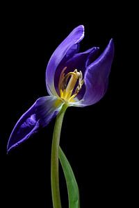 Blaulila Tulpe mit geöffnetem Blütenblatt und Blick auf Staubgefäß und Stempel, isoliert auf schwarz